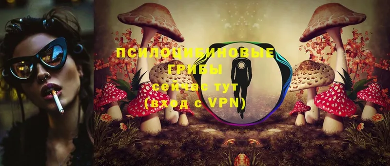 дарнет шоп  Берёзовка  Псилоцибиновые грибы Cubensis 