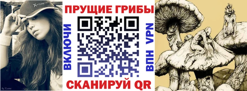 как найти закладки  Берёзовка  Псилоцибиновые грибы Psilocybine cubensis 